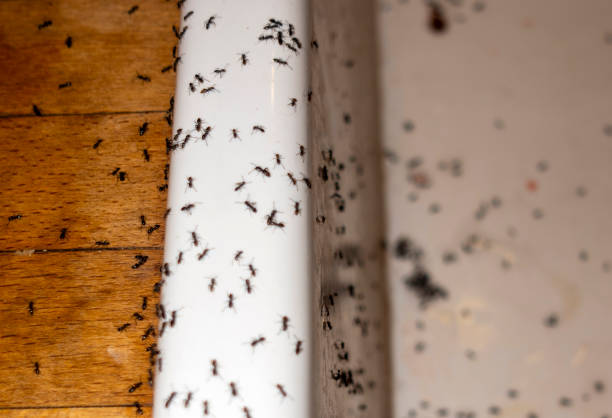 Best Pest Removal Services  in Sebring, OH